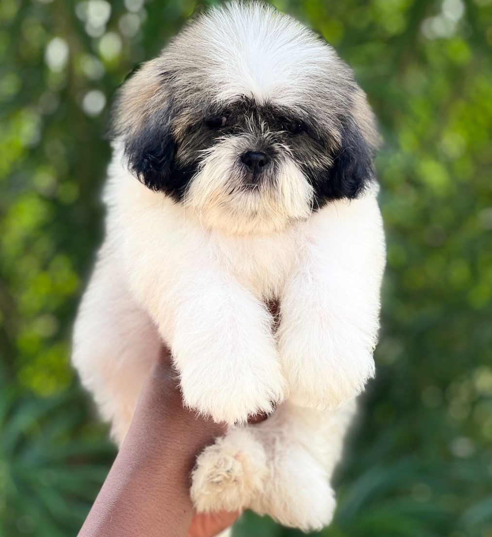 shih tzu-1